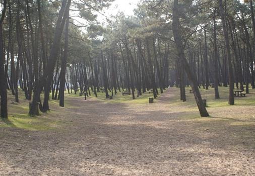 national forest fault on the sea near the campsite Les Tulipes on the seafront with direct access beach next to the slice on the sea